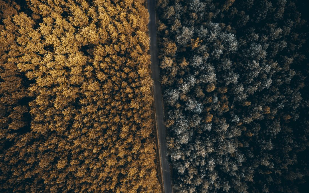 Season transition summer to autumn fall, forest top down